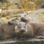 Ein Publikumsmagnet, auch in der kalten Jahreszeit, ist Familie Fischotter. Foto: Anja Gieseler Ein Publikumsmagnet, auch in der kalten Jahreszeit, ist Familie Fischotter. Foto: Anja Gieseler
