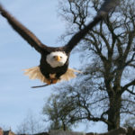 Adler Joker im Landeanflug. Foto: Thomasina Fehsel