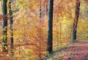 Foto: Hermann Josef Rapp
