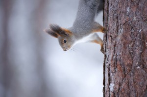 Ein Eichhörnchen im Oulanka Nationalpark. Foto: Markus Mauthe