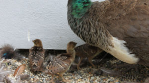 Pfauennachwuchs auf der Insel Siebenbergen 