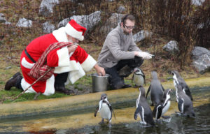 Der Weihnachtsmann macht einen Zwischenstopp im Tierpark Sababurg, um allen Tieren eine Extraportion Futter und Leckerlis zum Weihnachtsfest zu bringen. Hier ein Archivfoto aus dem vergangenen Jahr. Foto: nh