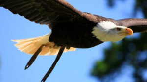 Tierpark Sababurg: Ab heute fliegen die Adler wieder