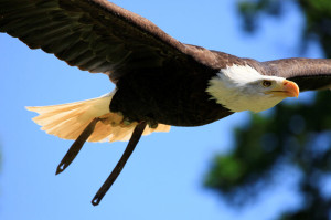 Einer der Stars der Greifvogelschau im Tierpark Sababurg ist Adler Joker. Foto: Heike Friedrich