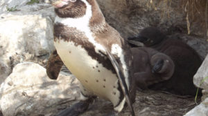 Tierbabys im Tierpark Sababurg