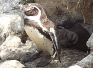 Gioia mit Küken. Foto: Tierpark Sababurg