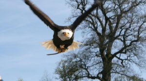 Die Adler fliegen wieder im Tierpark Sababurg