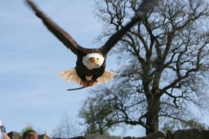 Adler Joker im Landeanflug. Foto: Thomasina Fehsel
